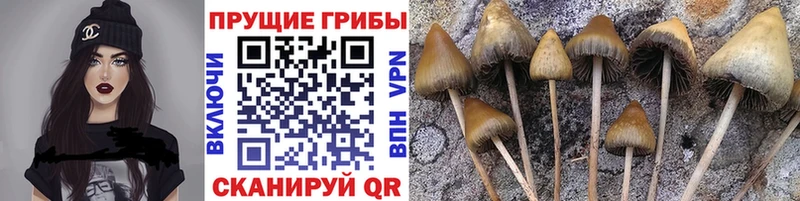Псилоцибиновые грибы Cubensis MEGA Таганрог